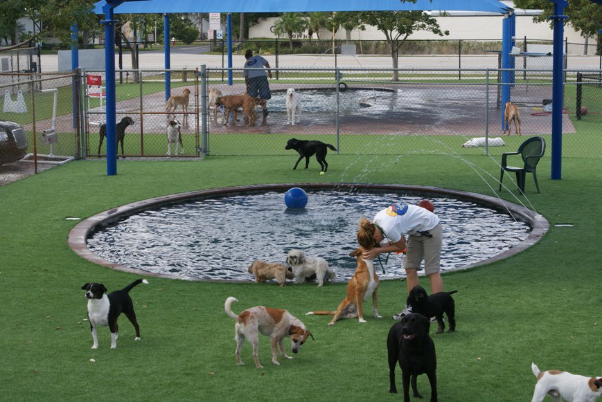 outdoor dog play space